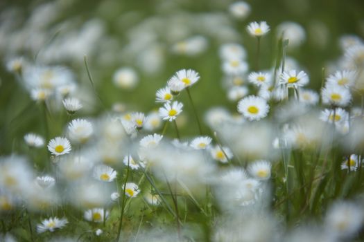 Many daisies in a meadow with light mist.