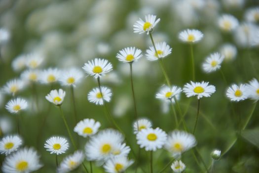 Texture of daisies in a meadow at spring, image with bokeh effect and light mist that makes everything very mystical ...