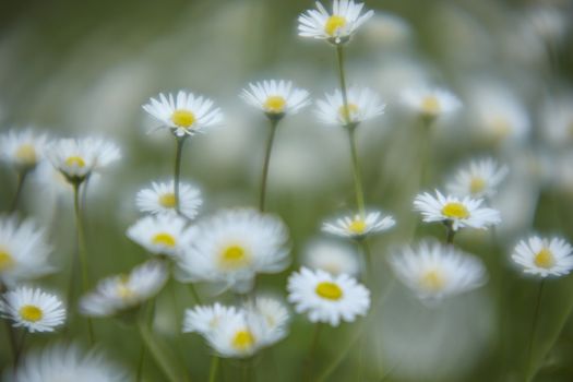 Bokeh of white flowers on a green background: an example of when spring breaks out.