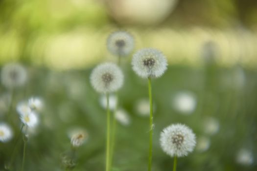 Spring garden with dandelion in their period of infructiscence: a natural spectacle without comparison.