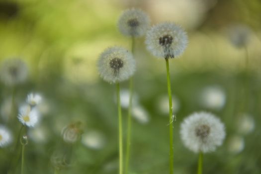 Spring garden full of dandelions in their period of infructiscence.