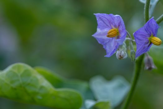 The Select focus Close up Thai Eggplant with flower on green leaf and tree with blur background