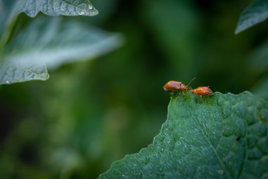 The Couple of ladybugs on a Pumpkin leaves over green background