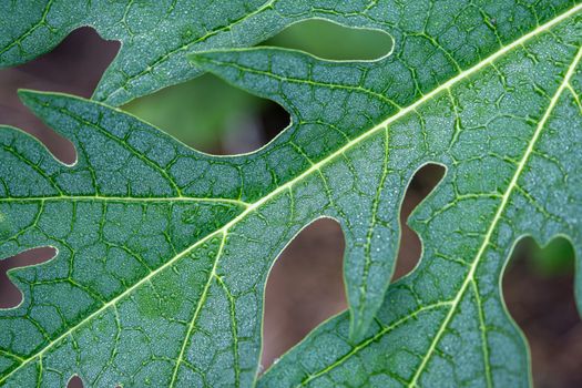 The Rain drop on papaya leaf background show pattern With shadow edge, select focus