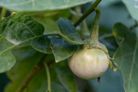 The Selected focus closeup Thai eggplant on the tree In the garden