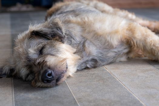 A Dog pet sleep lazy lay down canine sit concept.