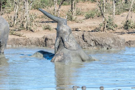 Two african elephant calfs, Loxodonta africana, playing in a muddy waterhole