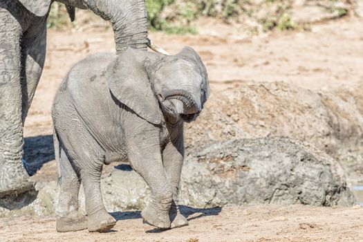 A small african elephant calf, Loxodonta africana, walking