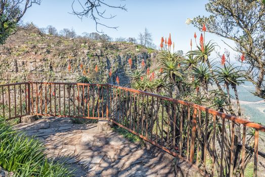 Aloes at a viewpoint at Gods Window near Graskop. A tourist is visible