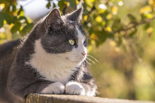 Portrait of a Gray cat immersed in nature on a sunny day