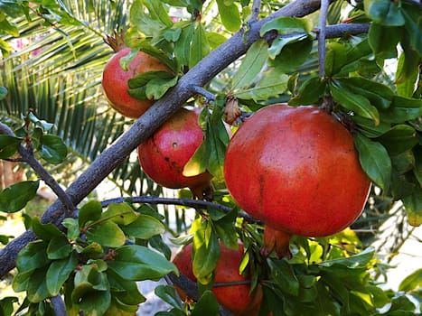 Fruit of the pomegranate tree almost ripe in autumn, ready to enjoy it