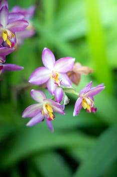 The background image of the colorful flowers, background nature