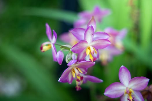 The background image of the colorful flowers, background nature