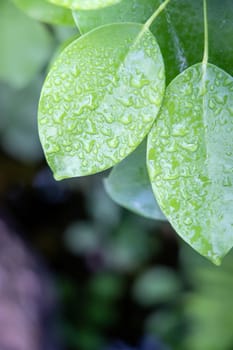 Close Up green leaf under sunlight in the garden. Natural background with copy space.