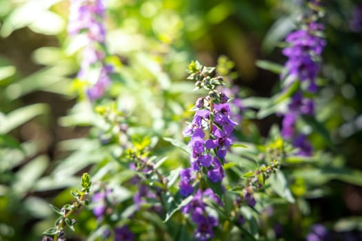 The background image of the colorful flowers, background nature