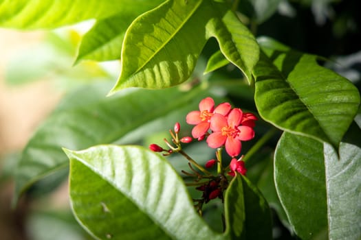 The background image of the colorful flowers, background nature