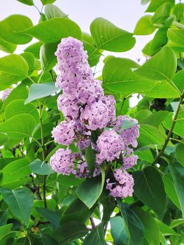 a branch of lilac on a tree. Spring flowering