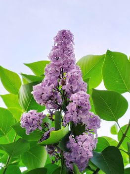 a branch of lilac on a tree. Spring flowering
