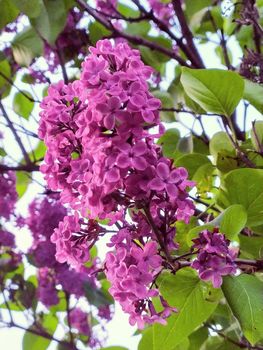 a branch of lilac on a tree. Spring flowering