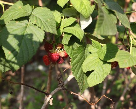 rip raspberry berries on a raspberry bush.