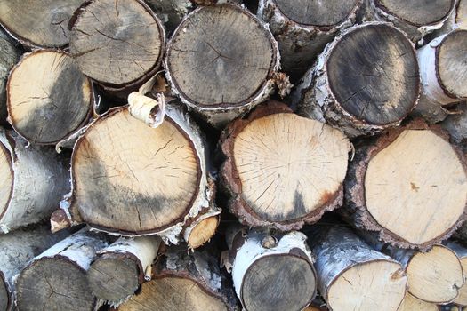 In the photo the birch is cut. The background of the wood