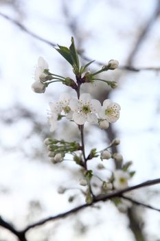 a bunch of blooming cherries. closeup photo