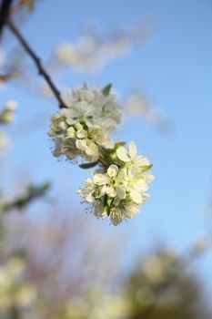 blooming cherry on the background of the sky