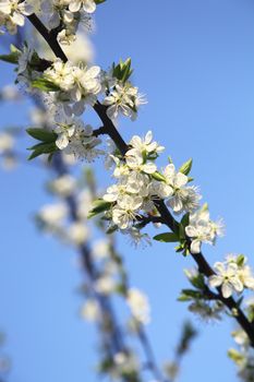 blooming cherry on the background of the sky