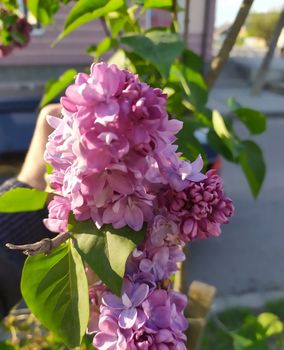 In the photo of a flower of lilac on a tree. Spring landscape