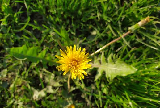 In the photo the dandelion flower.