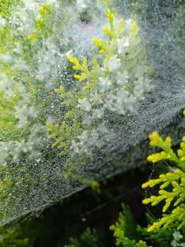 droplets of rain on the spider web