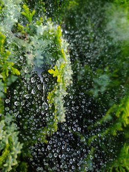 droplets of rain on the spider web