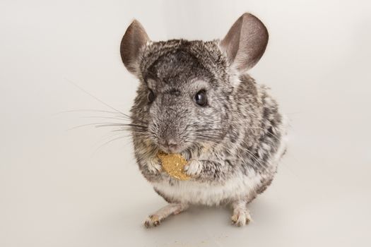 Nice grey chinchilla rodent domestic animal