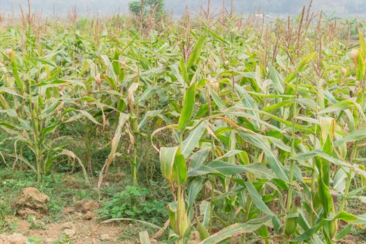 Close-up view an organic corn farm in the North Vietnam. Corn plantation food with cob and male flowers. Rural countryside Vietnamese agricultural background.