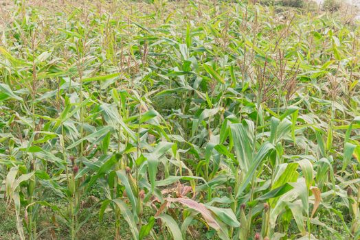 Close-up view an organic corn farm in the North Vietnam. Corn plantation food with cob and male flowers. Rural countryside Vietnamese agricultural background.