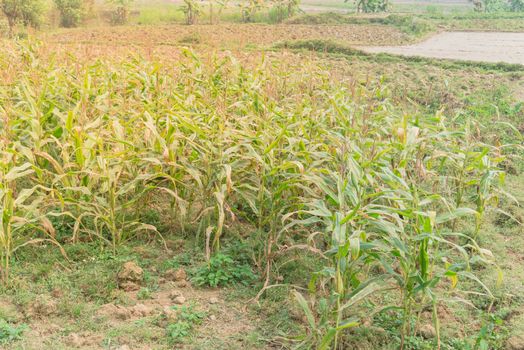 Organic corn farm near a fallow ground in the North Vietnam. Corn plantation food with cob and male flowers. Rural countryside Vietnamese agricultural background.