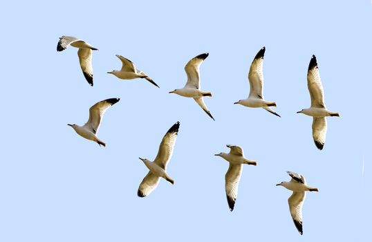 A collage of flying gulls on the background of blue sky