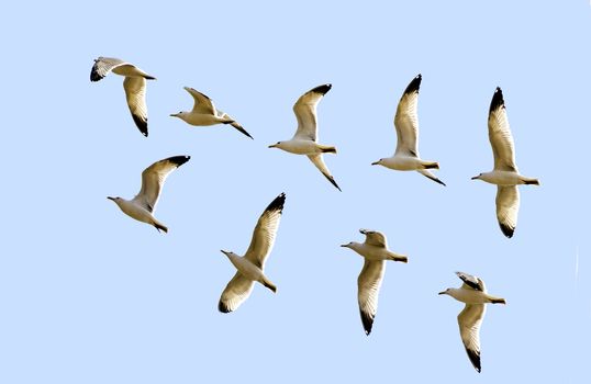 A collage of flying gulls on the background of blue sky