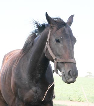 Domestic horses in the Argentine countryside