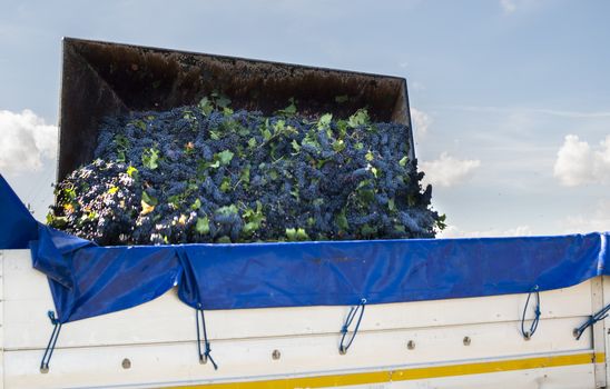 Truck with red grape for wine making. Pile of grape on truck trailer. Picking and transporting grape from vineyard. Wine making concept.