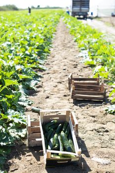 Picking zucchini in industrial farm. Wooden crates with zucchini on the field. Sunny day.