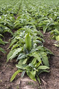 Artichoke industrial plantation in rows. Growing artichoke in a big farm.