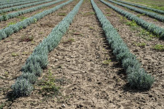 Lavandula small green plants. Newly planted lavandula. Industrialy growing lavender in rows. Small green bushes.