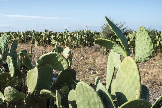 Industrial cactus plantation. Growing cactus. Fruits on cactus. Sunny day.