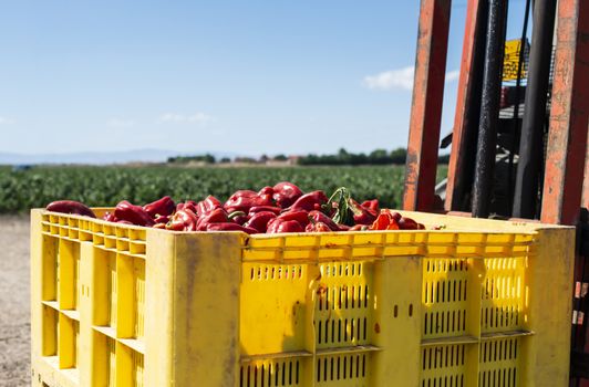 Mature big red peppers in crate ready for transport from the farm. Close-up peppers and agricultural land.