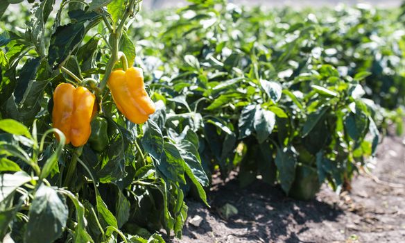 Growing peppers on the field. Natural growing vegetables in farm.