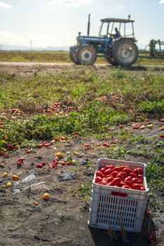 Picking tomatoes manually in crates. Tomato farm and tractor. Tomato variety for canning. Growing tomatoes in soil on the field. Sunny day.