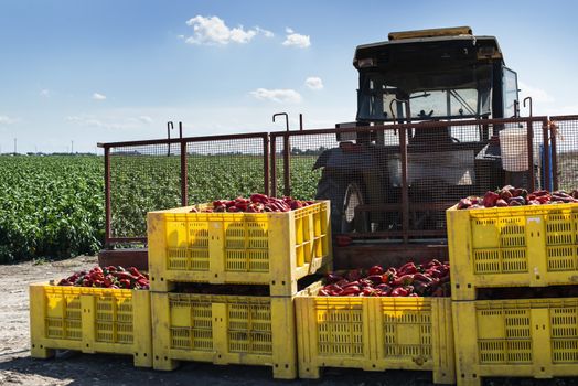 Mature big red peppers on tractor in a farm. Close-up peppers and agricultural land.