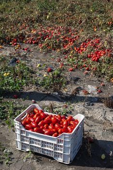 Picking tomatoes manually in crates. Tomato farm. Tomato variety for canning. Growing tomatoes in soil on the field. Sunny day.