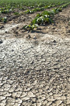 Dry cracked soil and plants on background.